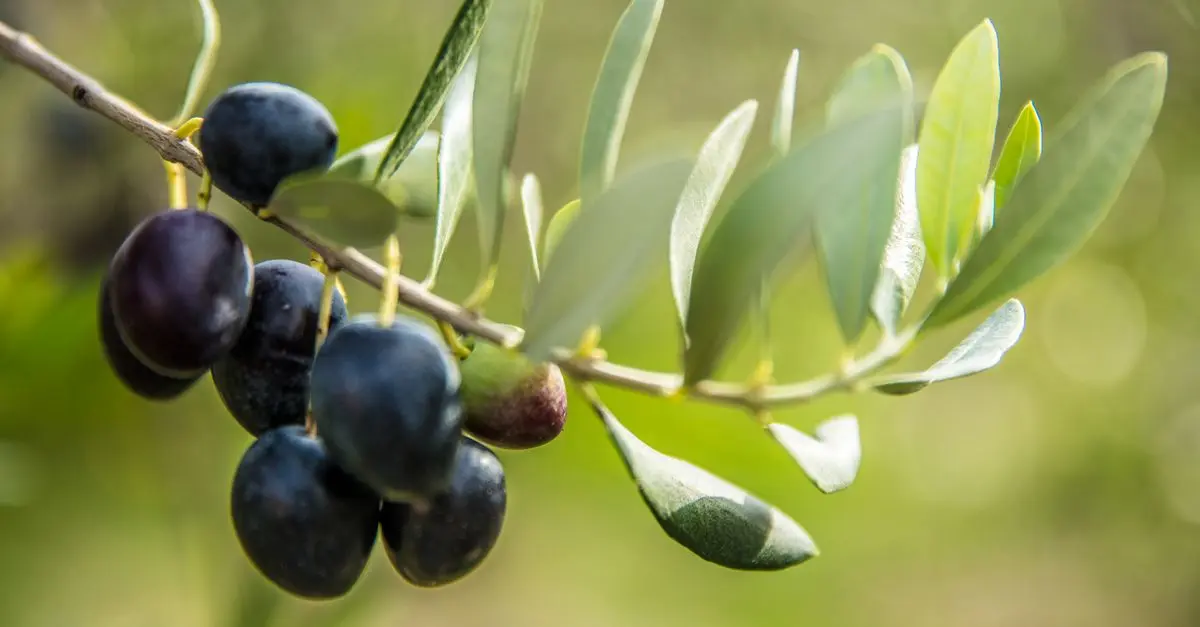 Les meilleures pratiques pour choisir des huiles d'olive en ligne